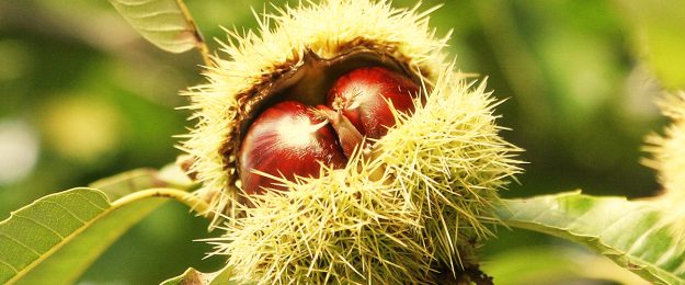 Festa-della-castagna