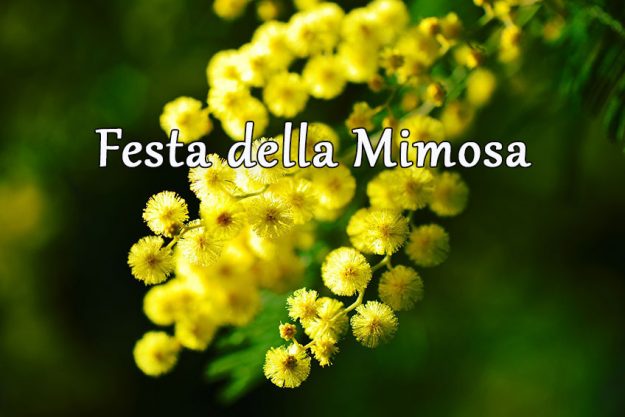 Festa della Mimosa - AiGuiet