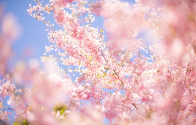 Offerta Primavera 2025 Offerta Primavera 2025